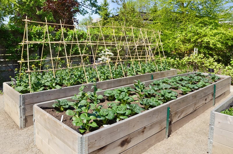 Garden boxes on a property