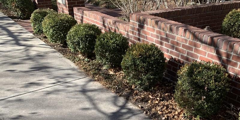 Boxwoods planted along a brick wall in Cherry Creek