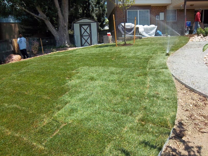 Newly installed sod on a property